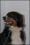 DSC_4678 (Large) 515x768 - (33160 bytes)